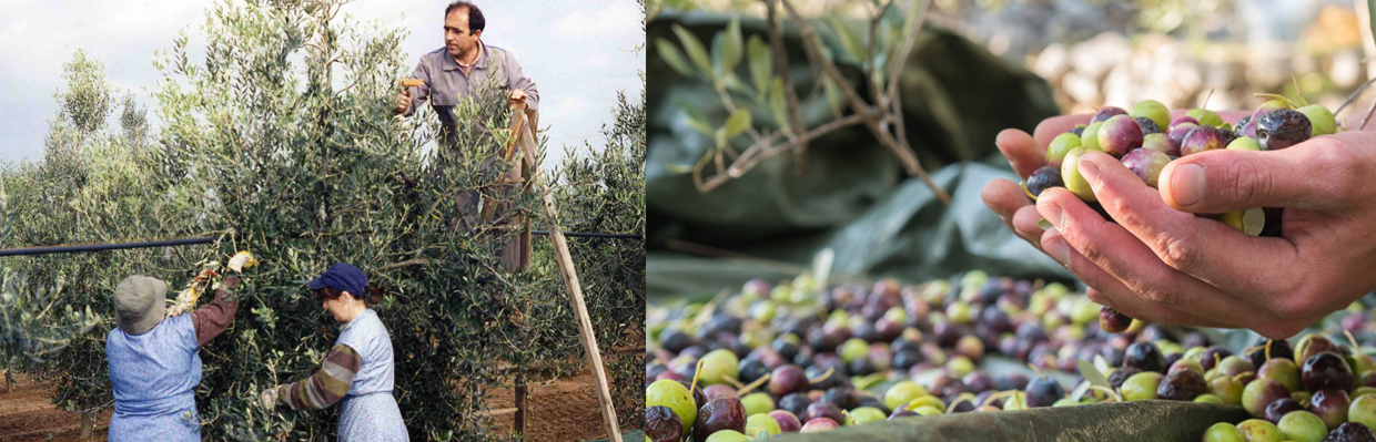 Récolte des olives à la main