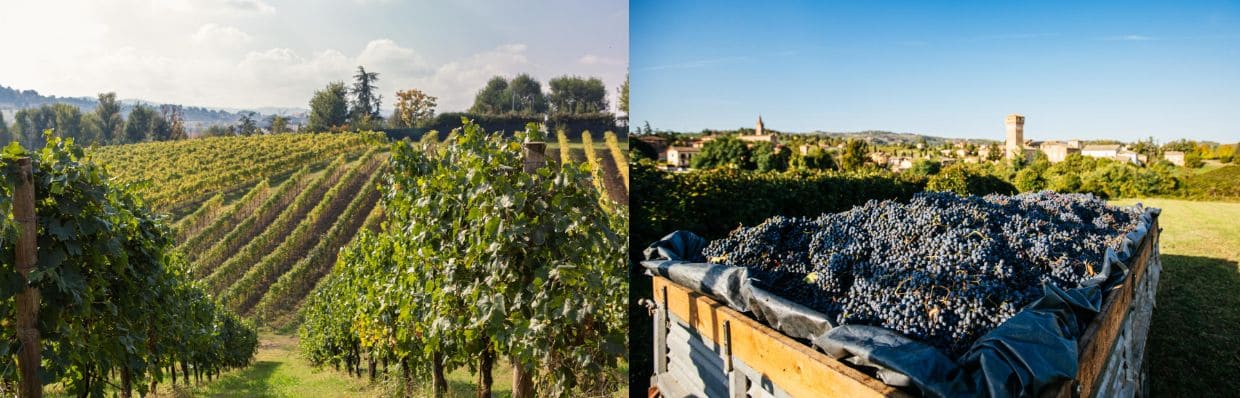 Un terroir idéal pour le Lambrusco