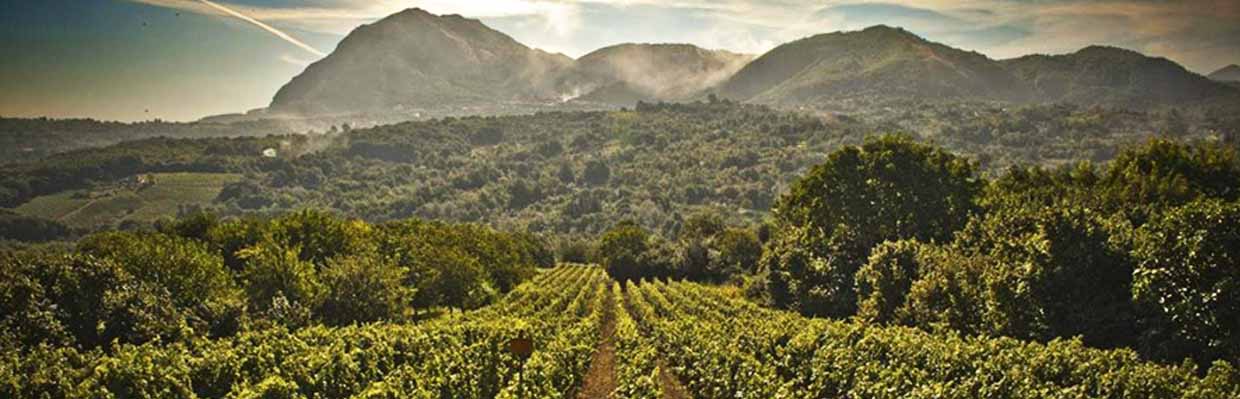 Paysage vigne d'Aglianico